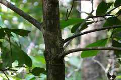 Alseodaphne semecarpifolia